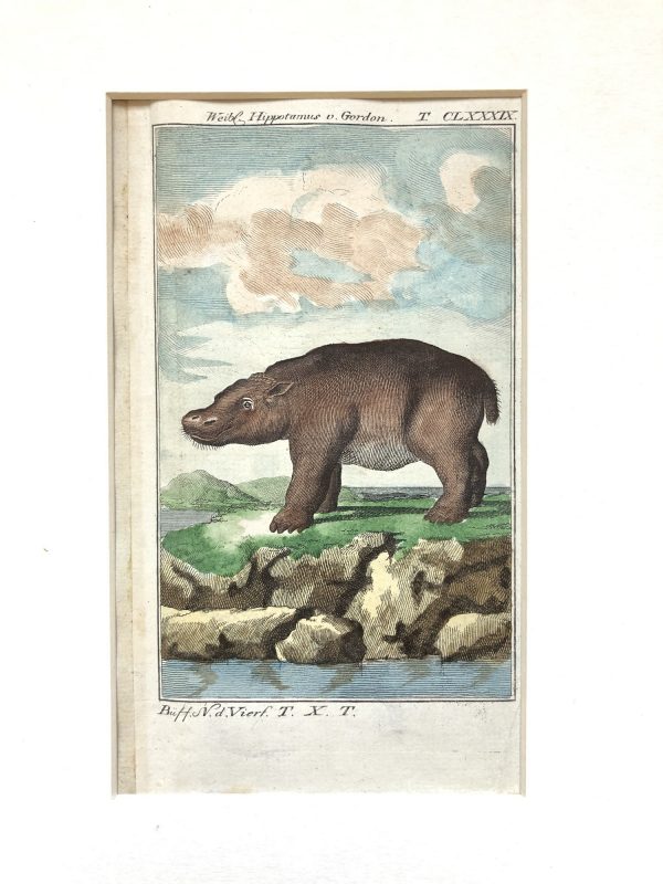 comte de buffon quadruped engraving female hippo
