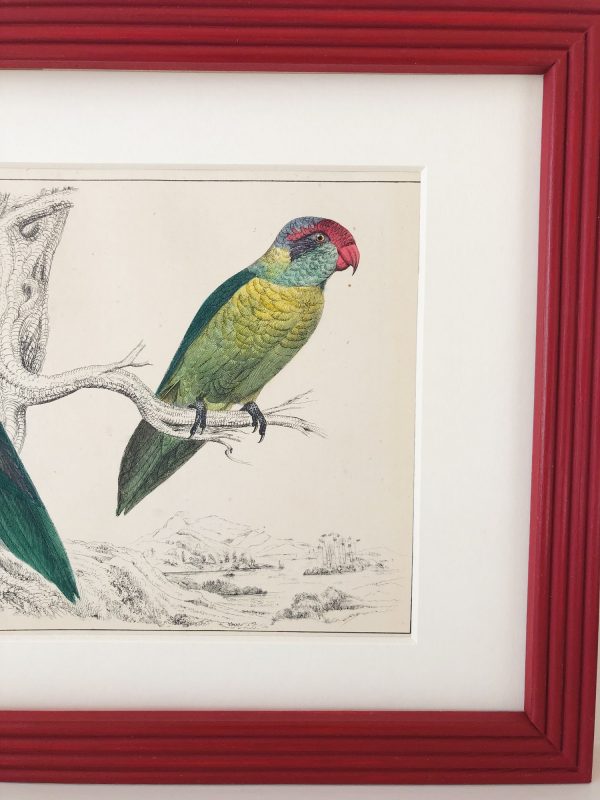 antique-engraving-of-colourful-bird
