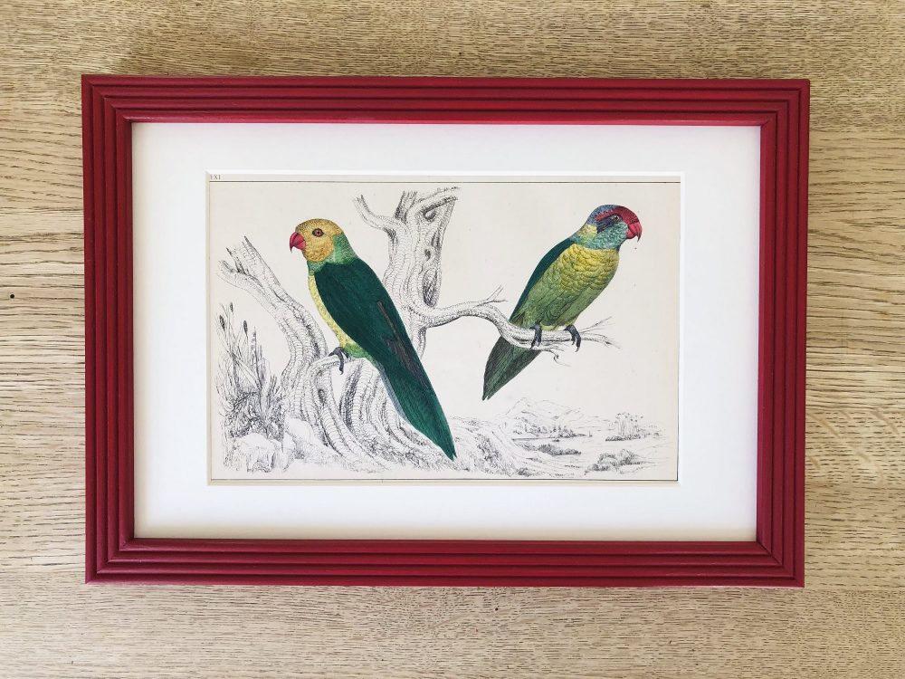 antique-hand-coloured-engraving-of-pair-of-parakeet-parrots