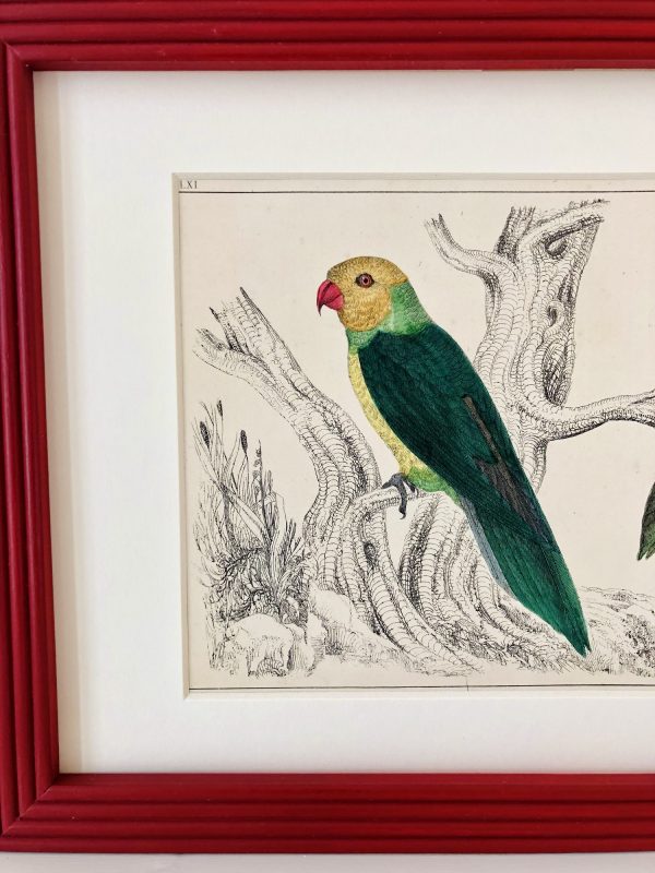 antique-hand-coloured-picture-of-parakeet