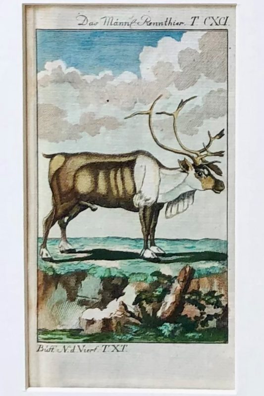 18th century hand coloured engraving of deer from Buffon's history of the quadruped