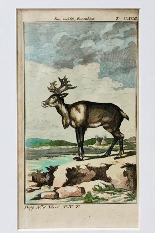 antique hand coloured original engraving of a deer by buffon
