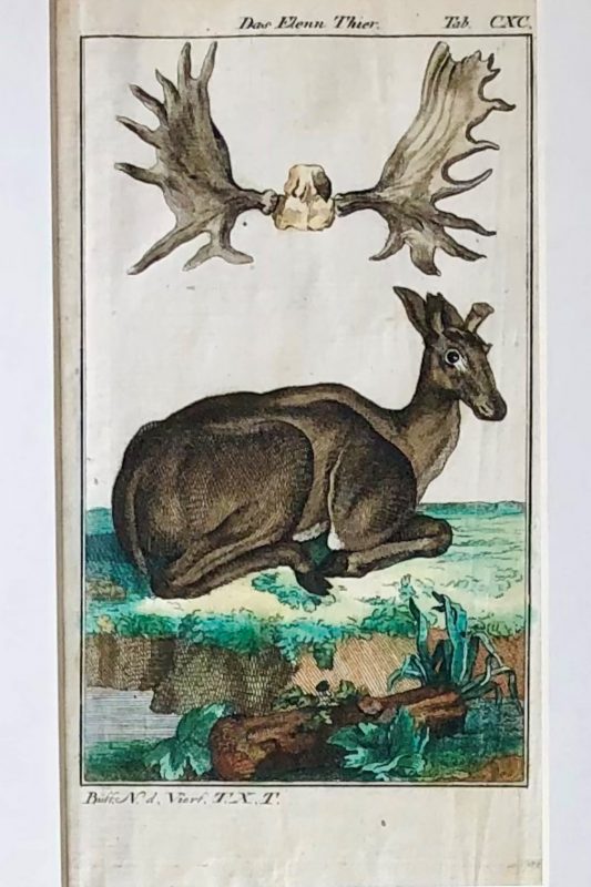 buffon antique illustration of deer 18th century